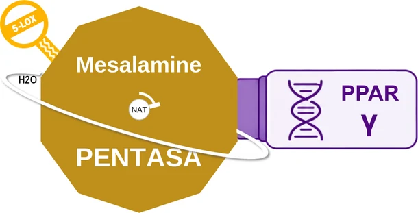 Mesalamine ballicule — decagon mechanism diagram
