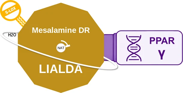 Mesalamine DR ballicule: receptor binding, kinetics and half-life diagram