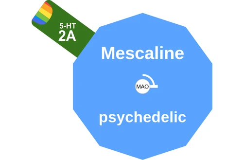 Mescaline ballicule: receptor binding, kinetics and half-life diagram