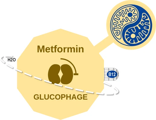 Metformin ballicule: receptor binding, kinetics and half-life diagram