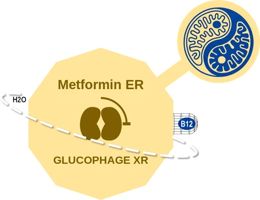 Metformin ER ballicule — decagon diagram of its receptor and enzyme targets