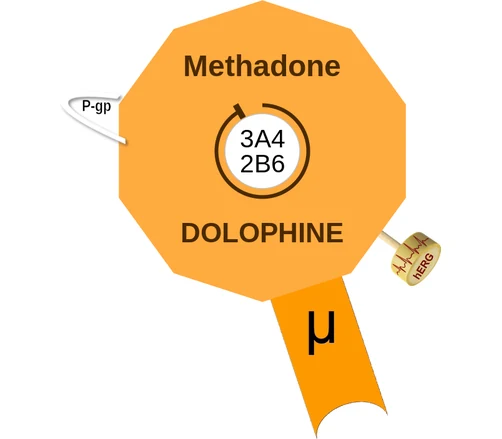 Methadone ballicule: receptor binding, kinetics and half-life diagram