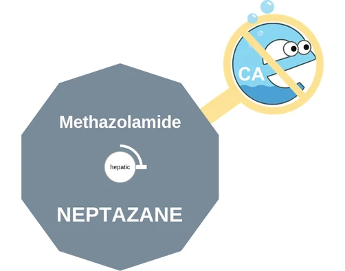 Methazolamide ballicule: receptor binding, kinetics and half-life diagram