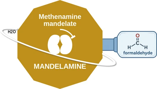 Methenamine mandelate ballicule — decagon mechanism diagram