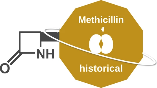 Methicillin ballicule: receptor binding, kinetics and half-life diagram