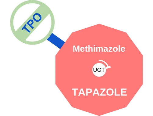 Methimazole ballicule: receptor binding, kinetics and half-life diagram