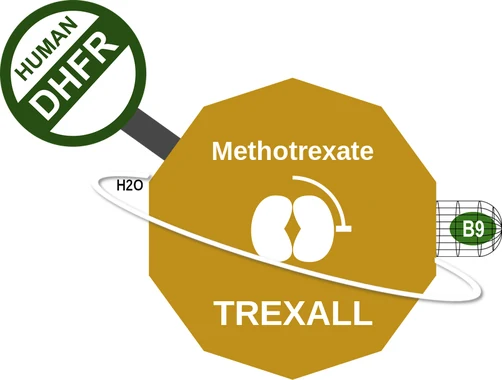 Methotrexate ballicule: receptor binding, kinetics and half-life diagram