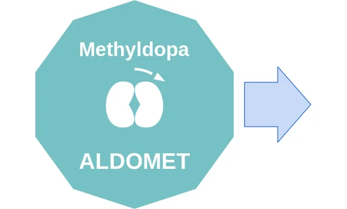 Methyldopa ballicule: receptor binding, kinetics and half-life diagram