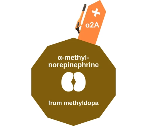 α-methyl norepinephrine ballicule: receptor binding, kinetics and half-life diagram