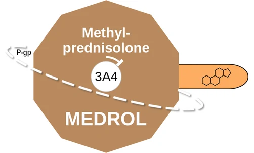 Methylprednisolone ballicule — decagon mechanism diagram