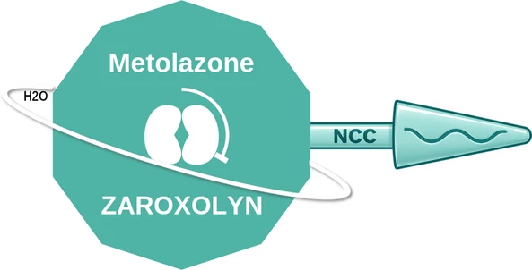Metolazone ballicule — decagon mechanism diagram