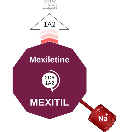 Mexiletine ballicule — decagon mechanism diagram