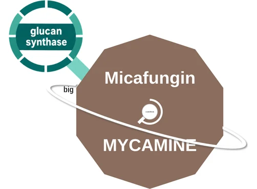 Micafungin ballicule — decagon mechanism diagram