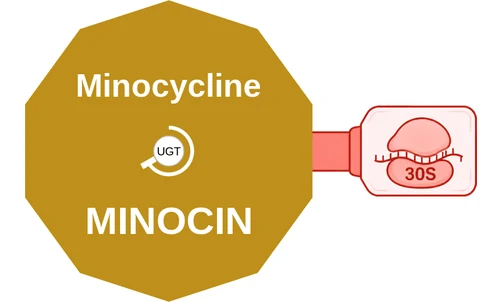 Minocycline ballicule — decagon mechanism diagram