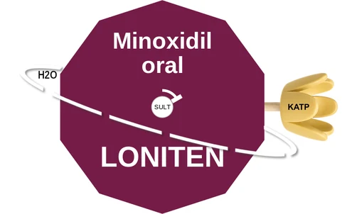 Minoxidil oral ballicule: receptor binding, kinetics and half-life diagram