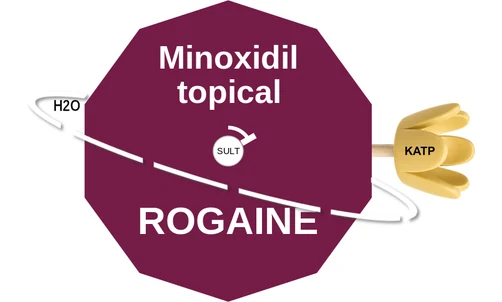 Minoxidil topical ballicule: receptor binding, kinetics and half-life diagram