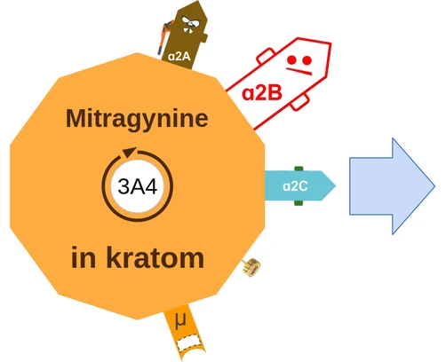Mitragynine ballicule: receptor binding, kinetics and half-life diagram