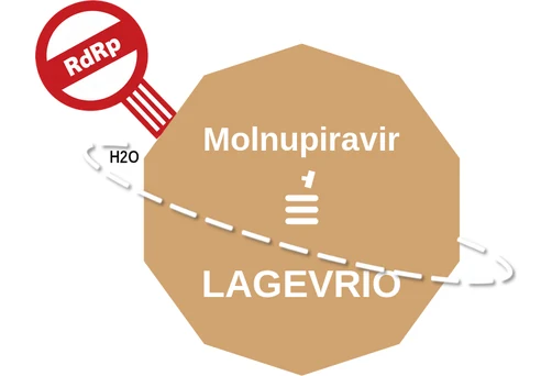 Molnupiravir ballicule: receptor binding, kinetics and half-life diagram