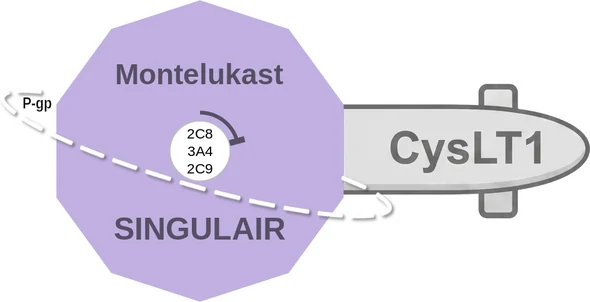 Montelukast ballicule — decagon mechanism diagram