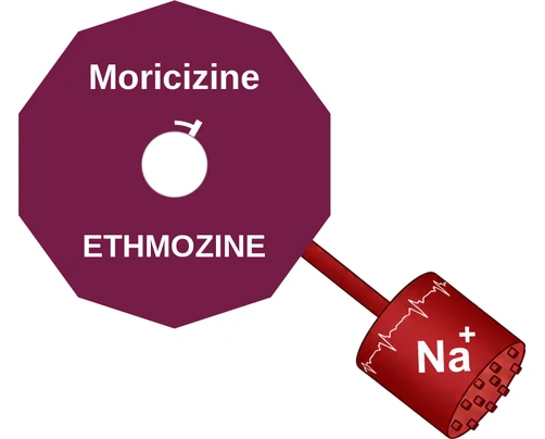 Moricizine ballicule: receptor binding, kinetics and half-life diagram