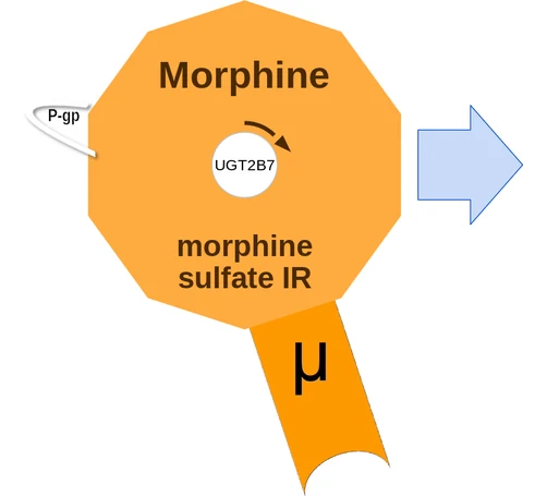 Morphine ballicule: receptor binding, kinetics and half-life diagram