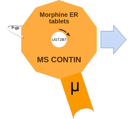 Morphine ER tablets ballicule: receptor binding, kinetics and half-life diagram