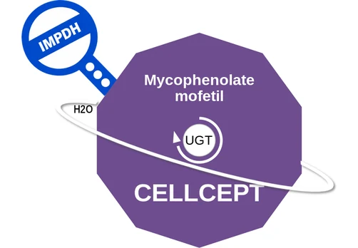 Mycophenolate mofetil ballicule: receptor binding, kinetics and half-life diagram