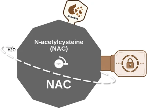 N-acetylcysteine ballicule — decagon mechanism diagram