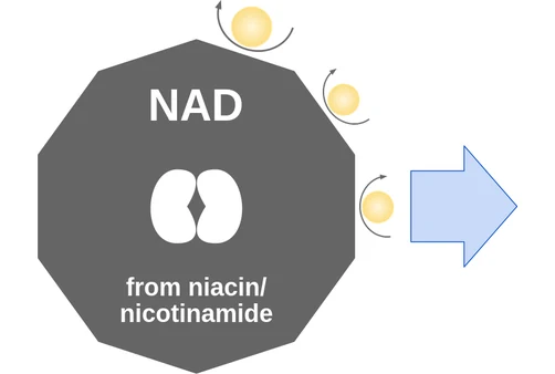 NAD ballicule: receptor binding, kinetics and half-life diagram
