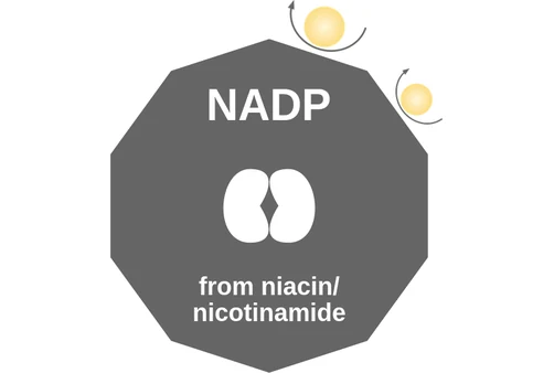 NADP ballicule: receptor binding, kinetics and half-life diagram