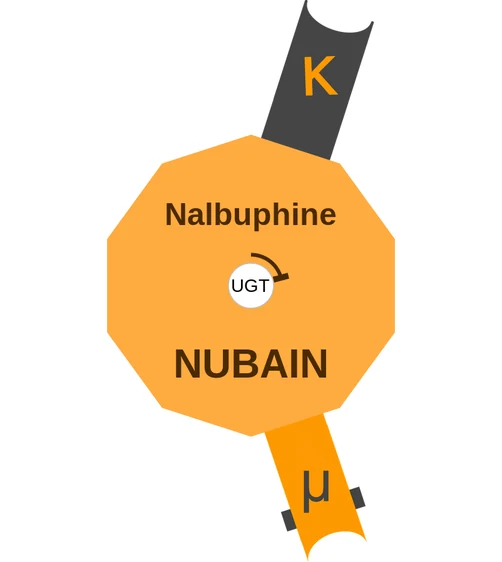 Nalbuphine ballicule — decagon mechanism diagram