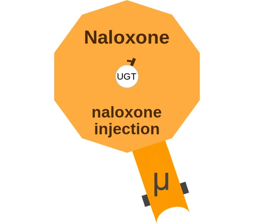Naloxone ballicule — decagon mechanism diagram