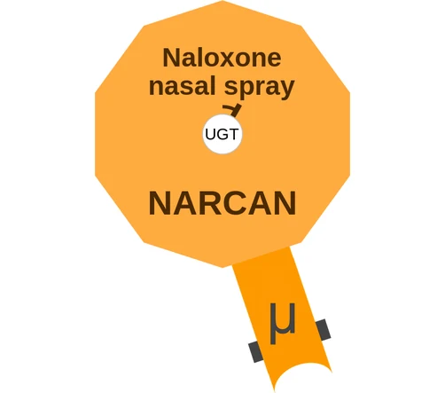 Naloxone nasal spray ballicule — decagon diagram of its receptor and enzyme targets