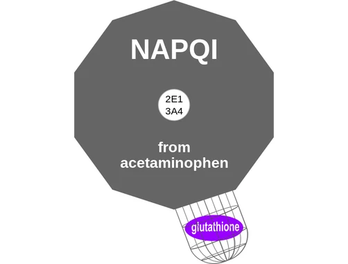 NAPQI ballicule: receptor binding, kinetics and half-life diagram