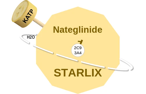 Nateglinide ballicule — decagon mechanism diagram
