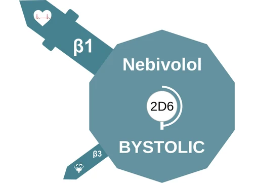 Nebivolol ballicule — decagon mechanism diagram