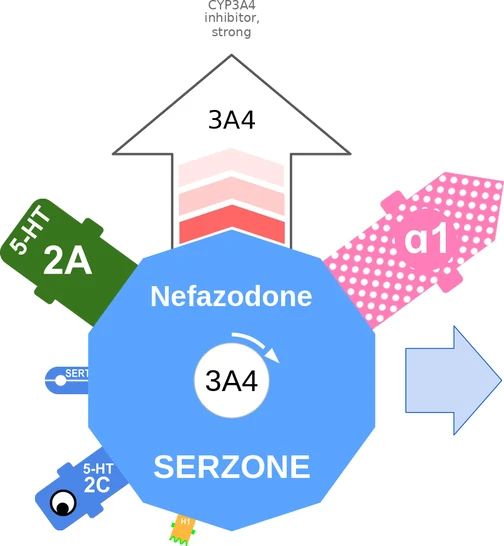 Nefazodone ballicule: receptor binding, kinetics and half-life diagram