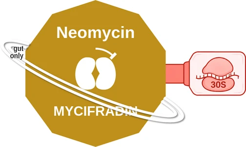 Neomycin ballicule: receptor binding, kinetics and half-life diagram