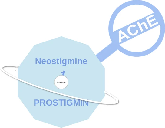 Neostigmine ballicule — decagon mechanism diagram