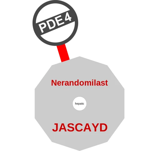 Nerandomilast ballicule: receptor binding, kinetics and half-life diagram