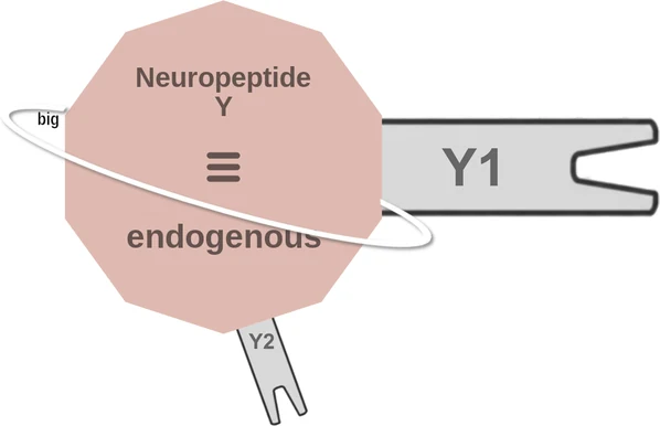 Neuropeptide Y ballicule — decagon mechanism diagram
