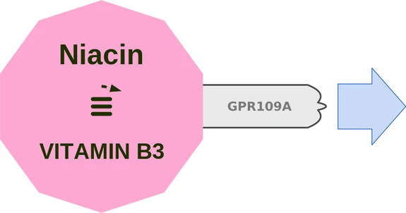 Niacin ballicule: receptor binding, kinetics and half-life diagram
