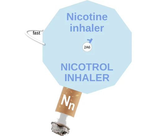 Nicotine inhaler ballicule: receptor binding, kinetics and half-life diagram