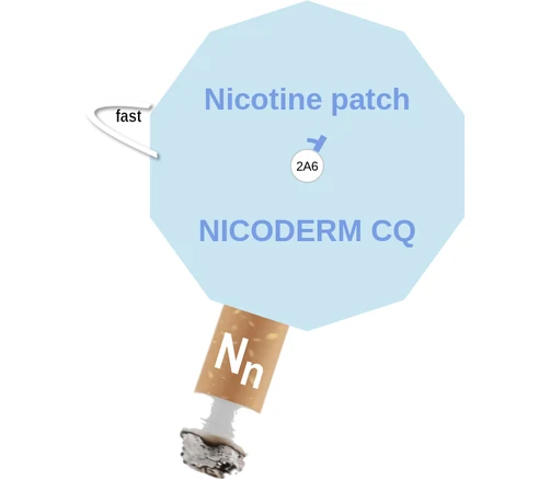 Nicotine patch ballicule: receptor binding, kinetics and half-life diagram