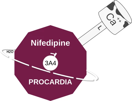 Nifedipine ballicule — decagon mechanism diagram