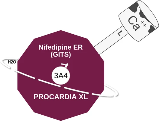 Nifedipine ER (GITS) ballicule — decagon diagram of its receptor and enzyme targets