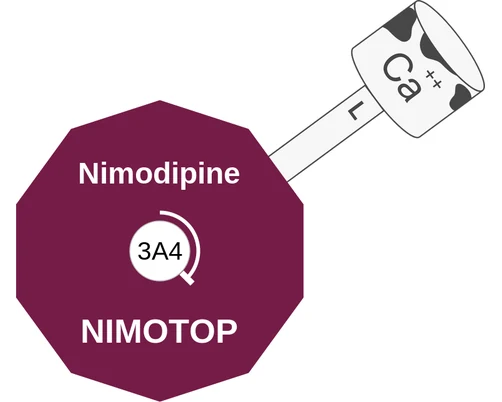 Nimodipine ballicule — decagon mechanism diagram