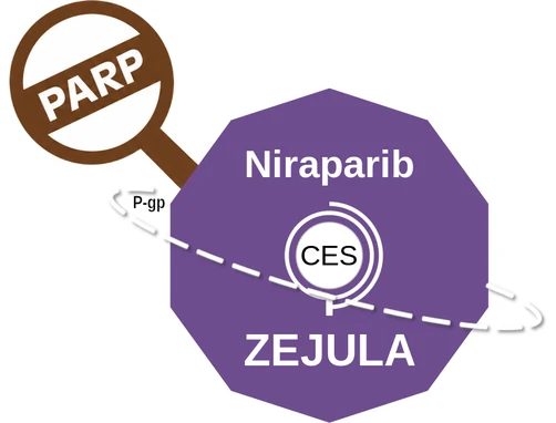 Niraparib ballicule: receptor binding, kinetics and half-life diagram
