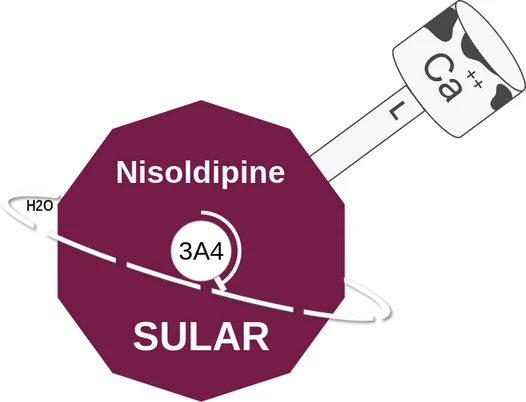 Nisoldipine ballicule — decagon mechanism diagram