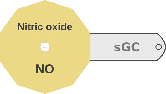 Nitric oxide ballicule — decagon mechanism diagram